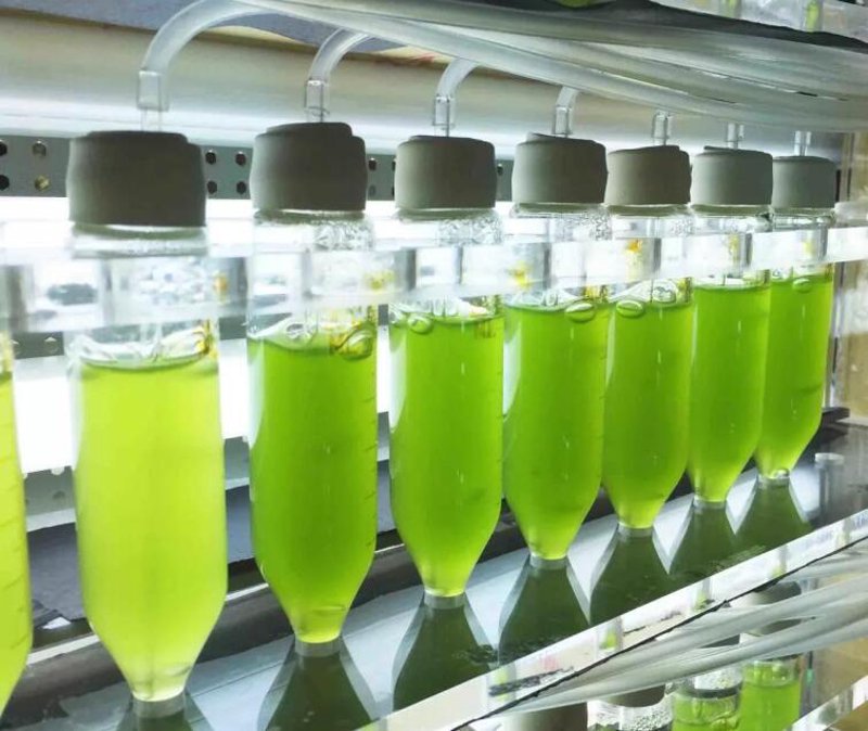 湛江生物科技:推动未来产业前行的力量